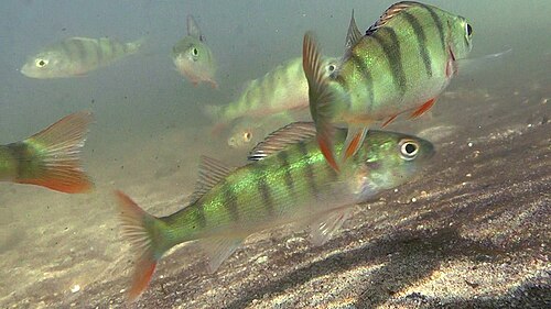 European perch